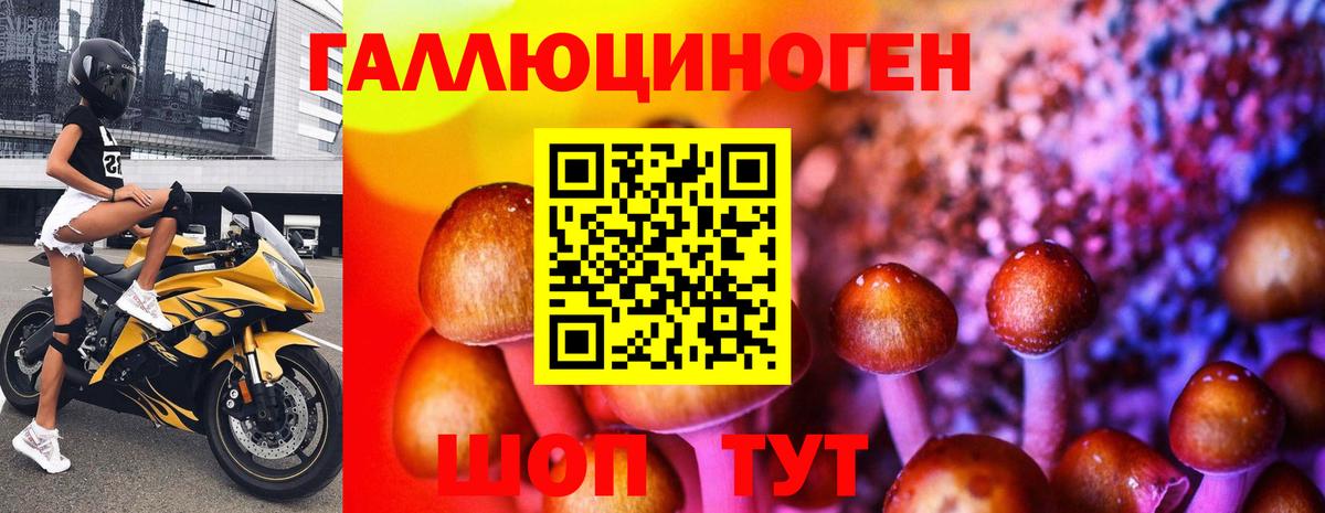Братск  Галлюциногенные грибы GOLDEN TEACHER  Вход с VPN  Псилоцибиновые грибы Psilocybine cubensis 